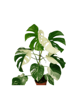 Monstera Variegata (zum aussuchen)